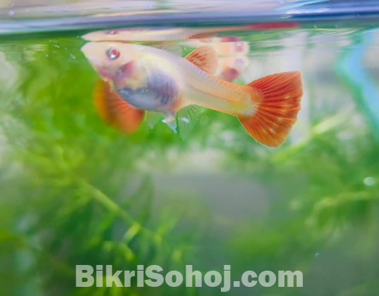 Molly, guppy, platti, red mosco, 24k gold guppy
